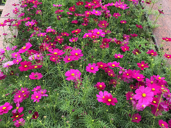 义乌鲜花花卉|花艺设计